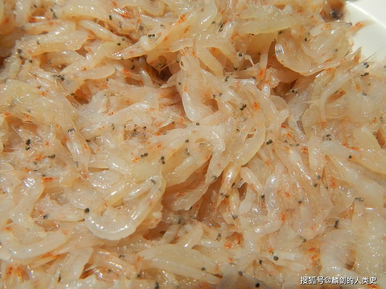 【动物界全系列】枝鳃亚目—樱虾科(上):正樱虾_捕捞_东港_日本