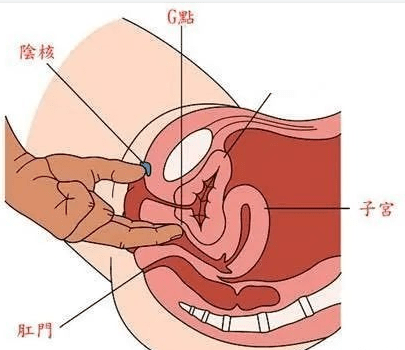 女性尿道有多长图片