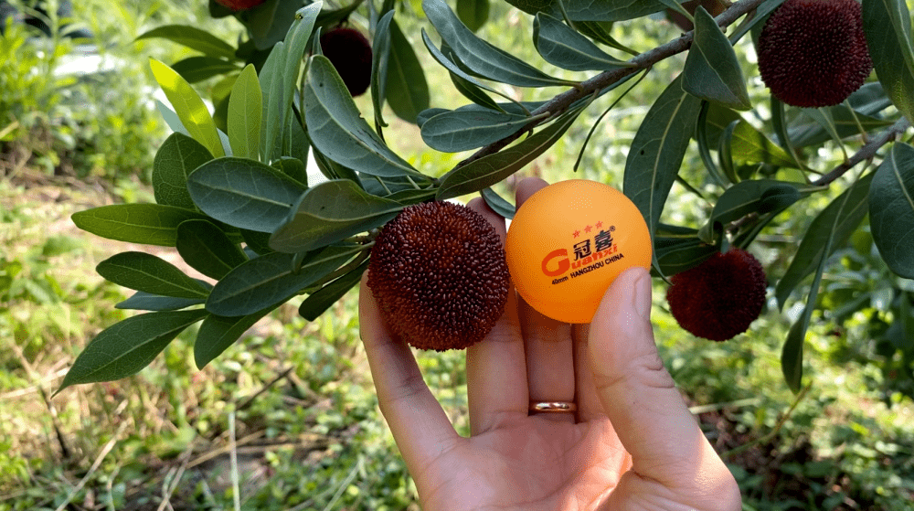 种植达人 | 东魁杨梅满枝头,示范田里话丰收_迪斯科_果树_临海