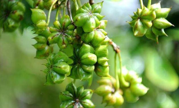 八角保花保果技术,八角施肥方案_修剪_管理_土壤