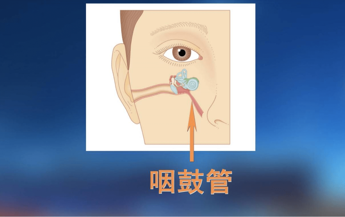 咽鼓管位置图图片