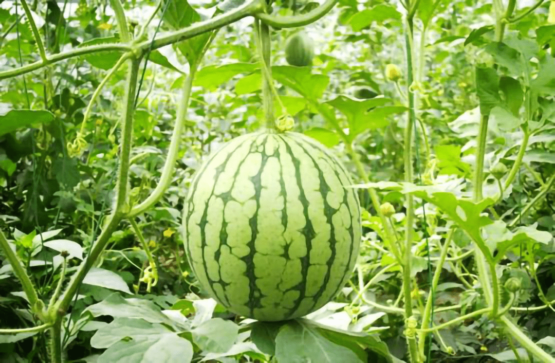 礼泉县农业发力助推乡村振兴_示范_改造_生产