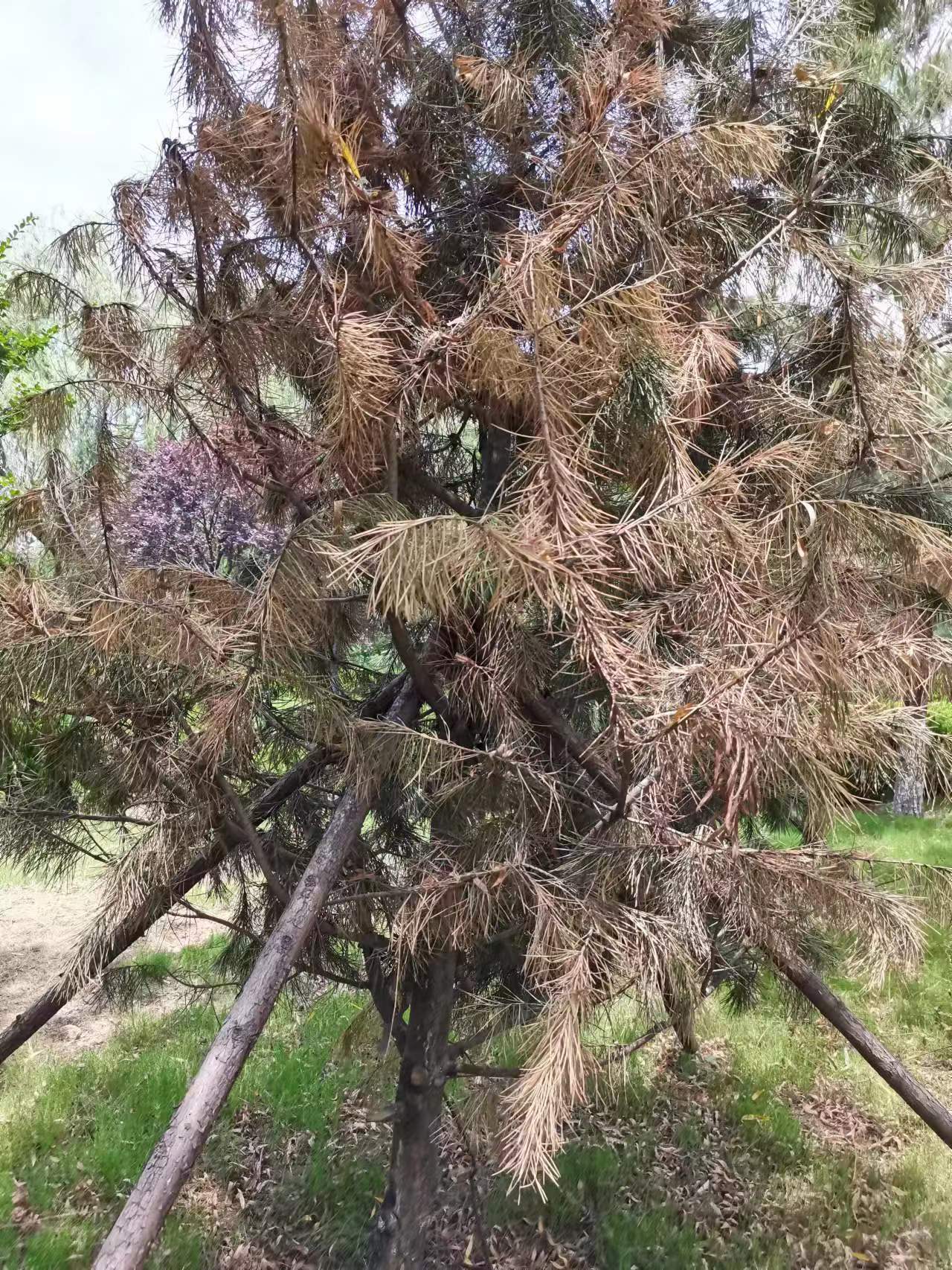 墨园宝,疏松剂,有机肥等和土壤混合,保持土壤肥沃,疏松透气,排水良好