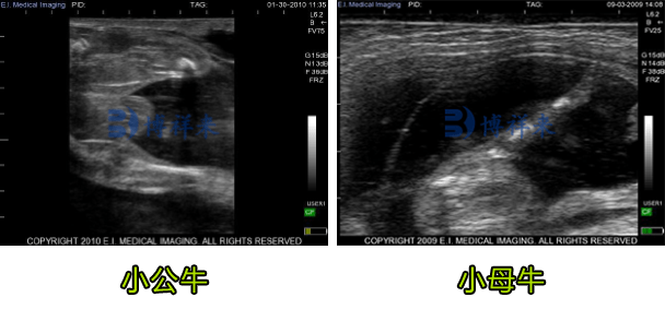 各种母牛超声检测图像分析