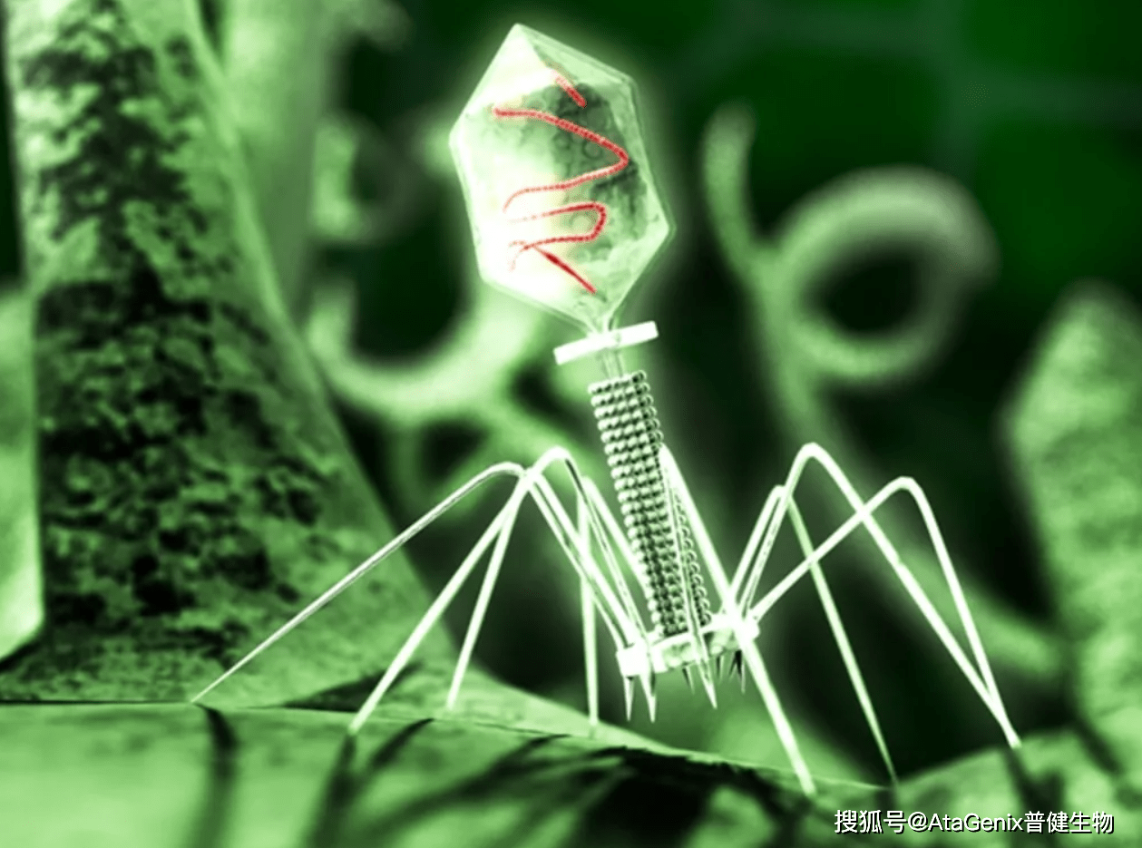 噬菌體作為用於抗菌治療和疫苗開發的潛在工具_細菌_病毒_抗生素