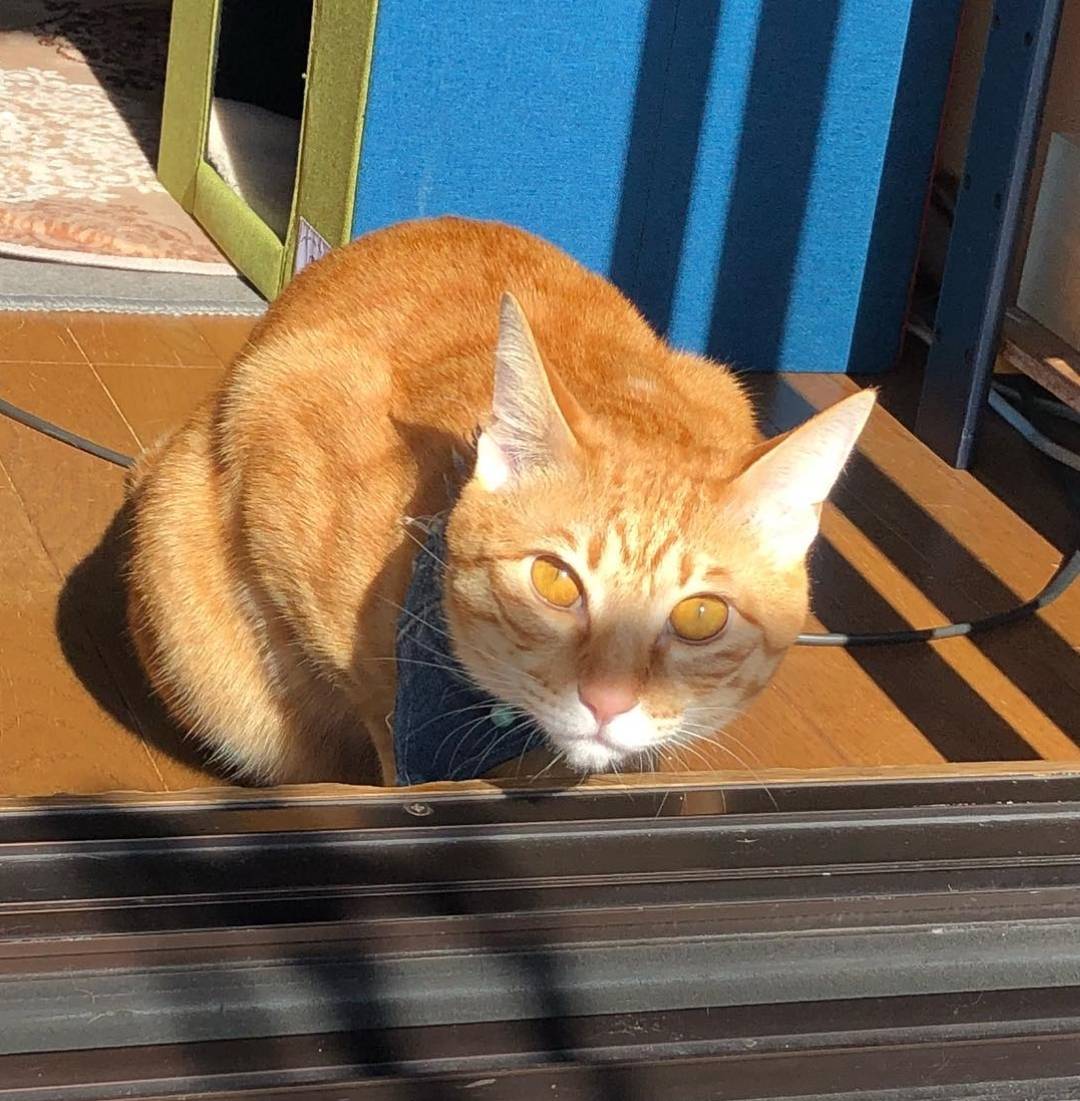 国外人为什么那么喜欢狸花猫？看完你就会明白了！_搜狐网