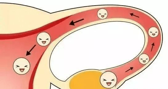 易孕的女性的在醫學上的解釋是子宮前位,主要是指子宮頸的位置向下