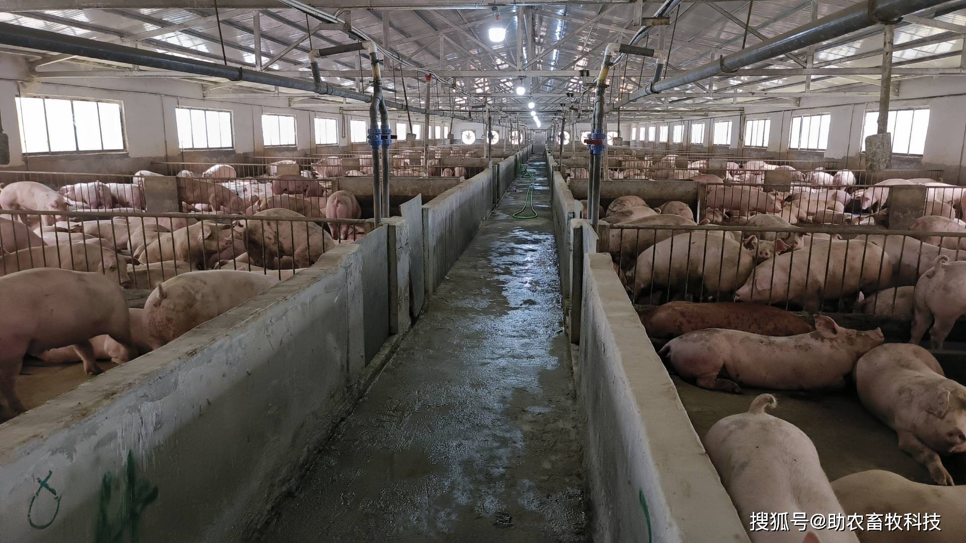 可以进入猪场内部全程运用微生物技术进行现代生态养殖的示范猪场