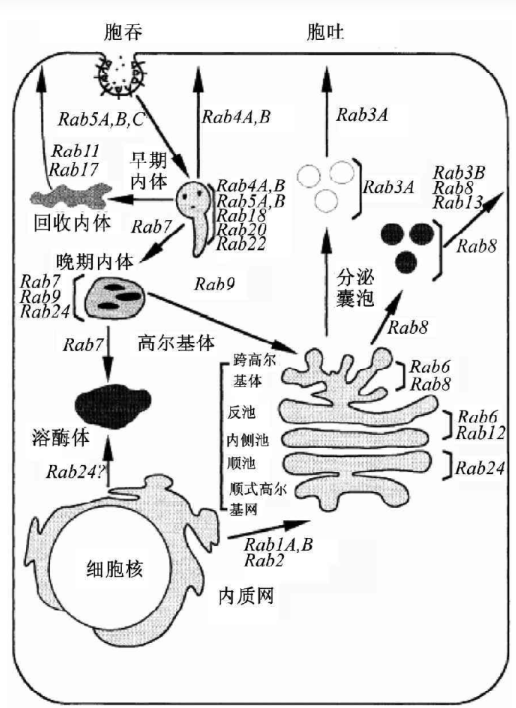 高尔基体形成面图片