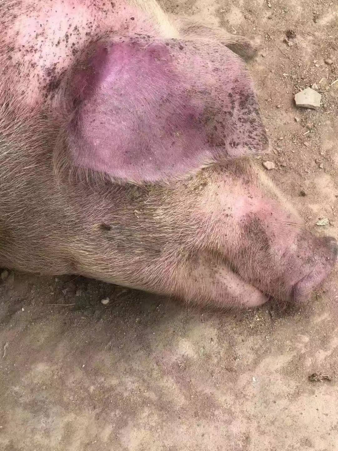 到底什么是猪的混感高热病呢?_检测_高烧_保健