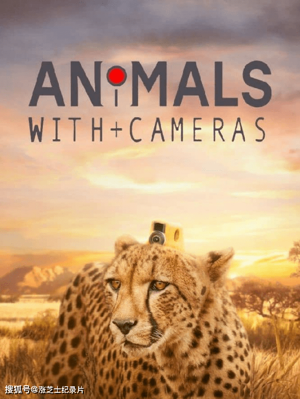 9796-BBC纪录片《假如动物会摄影 Animals with Cameras 2021》第二季全2集 英语中英双字 1080P/MKV/7.89G 动物会摄影