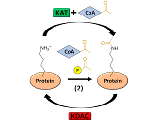 乙酰化修饰蛋白质组学:乙酰化位点怎么分析?_研究_生物制品_富集