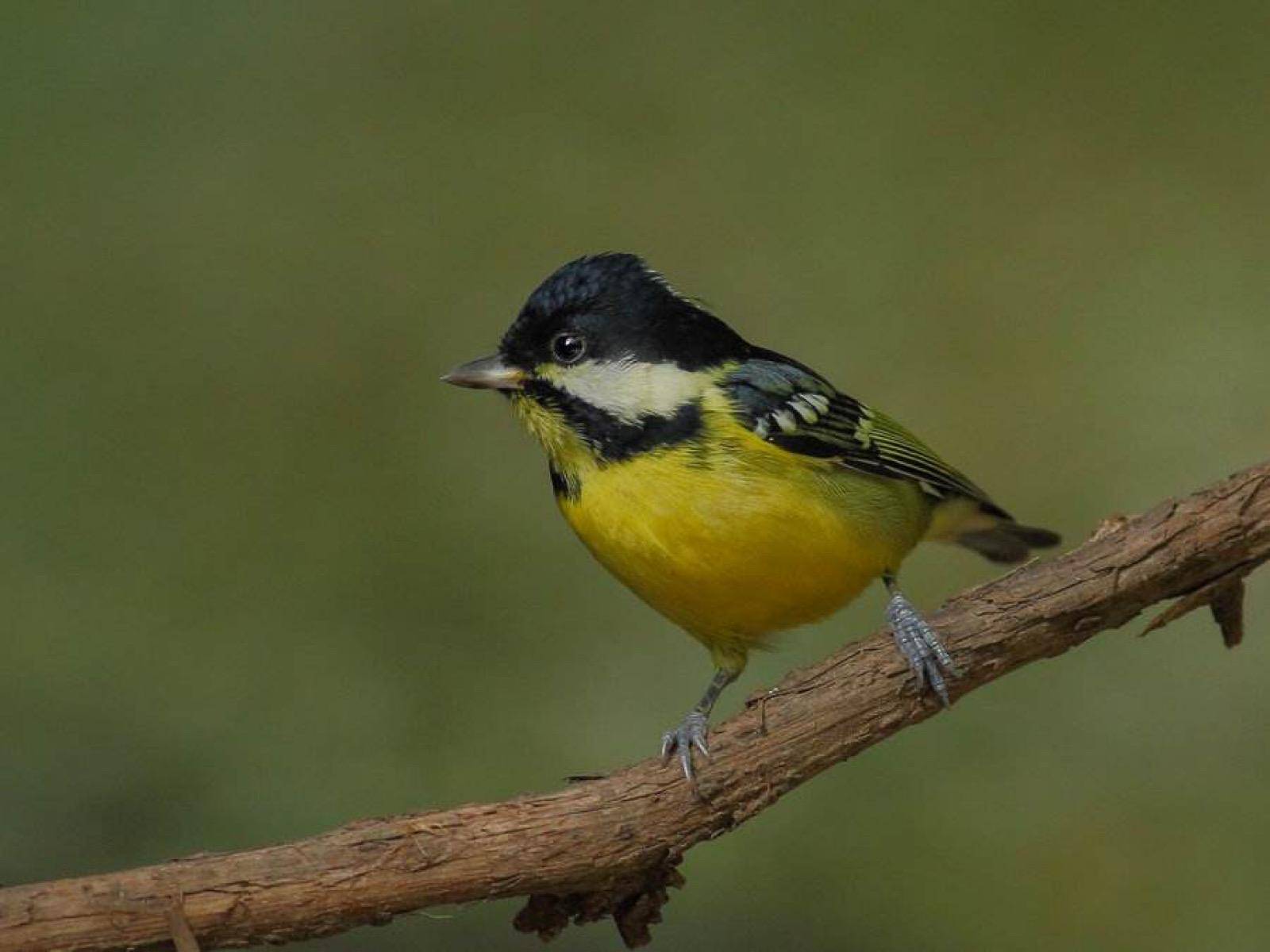 245种鸟儿在成都"安家落户"_调查_鸟类_繁殖