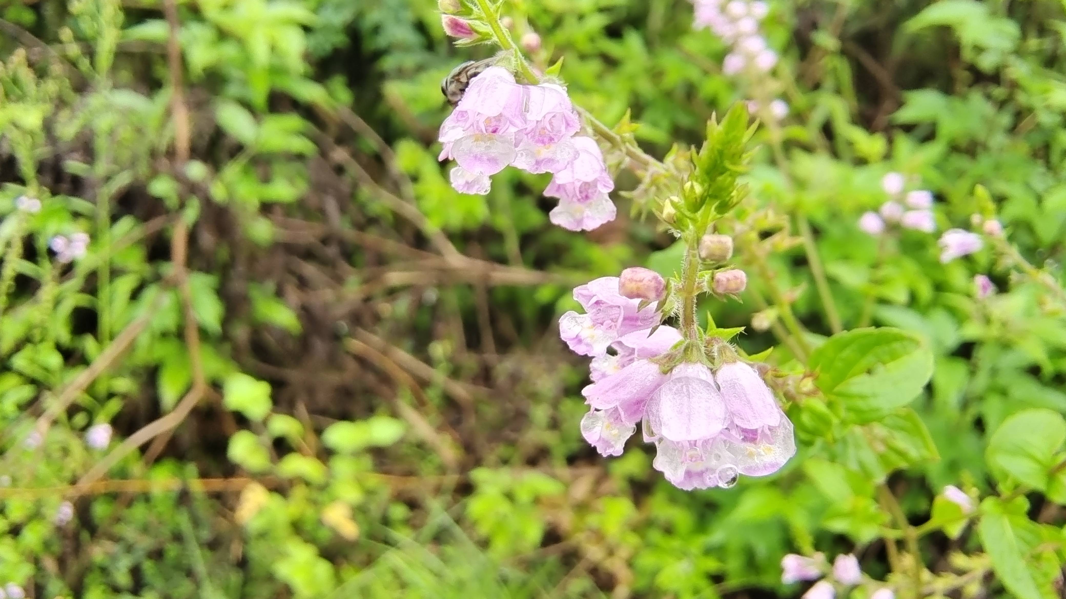 吉安随拍:花花草草之石荠苎-搜狐大视野-搜狐新闻