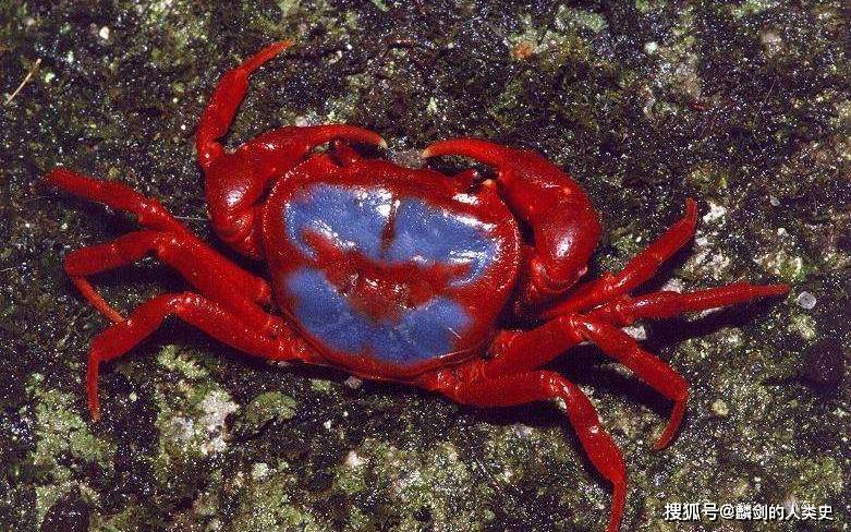 【动物界全系列】溪蟹总科—近溪蟹亚科(四):南海溪蟹_长度_宽度_末节