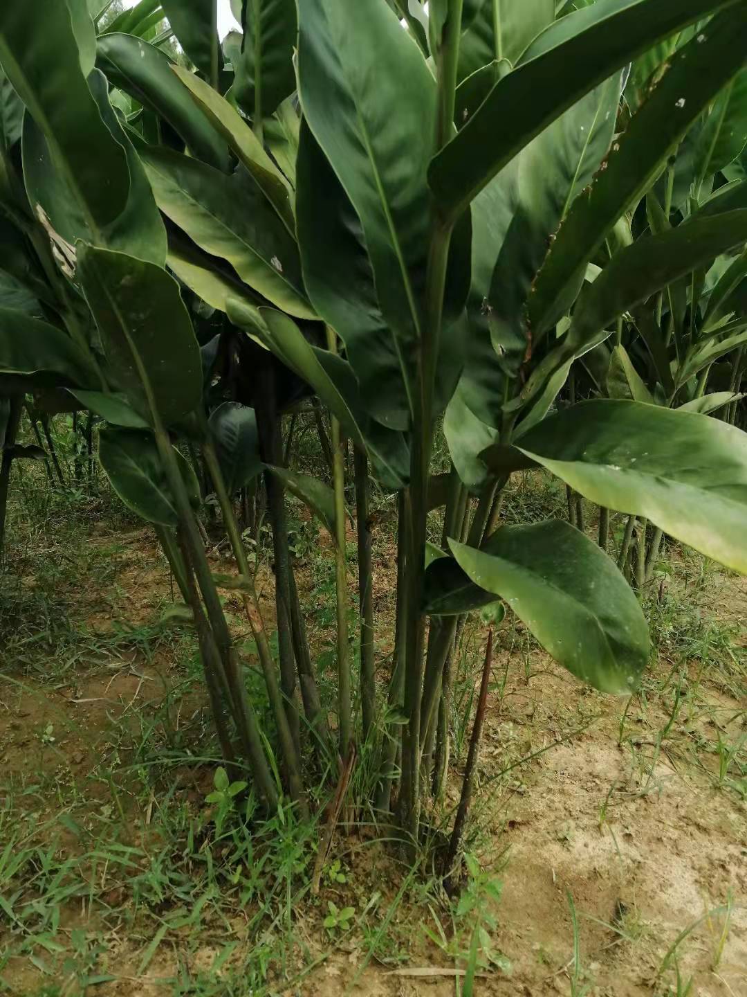 粤丰南姜专注南姜,生姜的种植与供应,坚持把平定镇