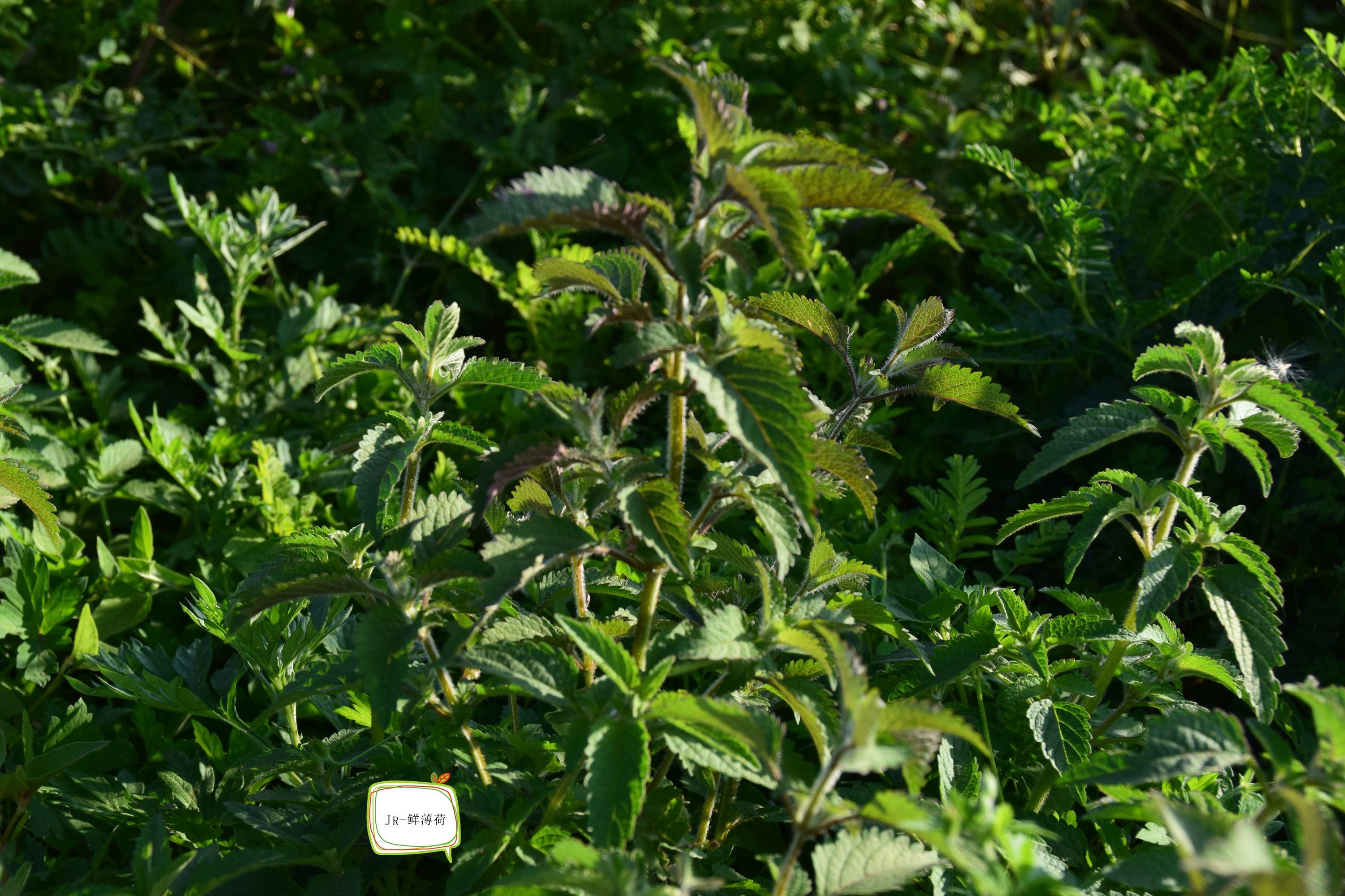 中华草药:紫苏与薄荷 同科不同属 长相很雷同 味道差不多 你了解多少