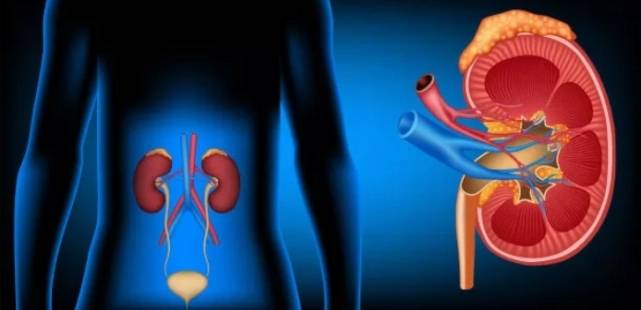 在排尿控制方面,治疗或缓解尿频,尿急,急迫性尿失禁,非梗阻性尿潴溜