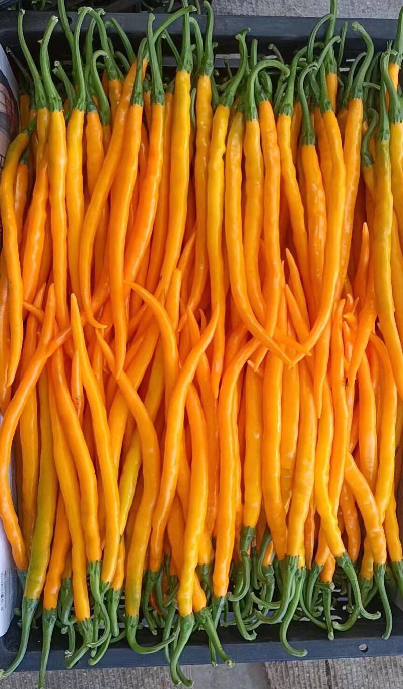 黄帝线椒黄线椒黄贡椒黄色辣椒高产辣椒种子_品种_全国_果实