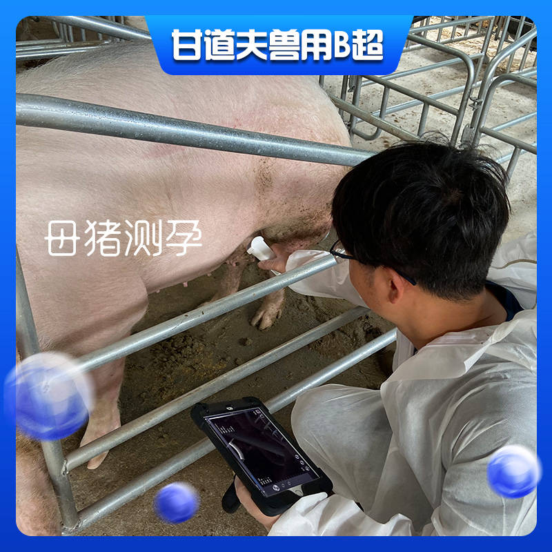 母猪b超教程图片