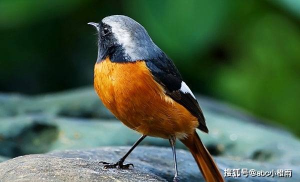 火燕的魅力四溢:让人叹为观止的生物_飞行_进行_繁殖