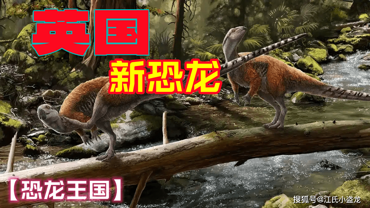 恐龙以巨大而著称,但并不是所有的恐龙都是庞然大物,比如棱齿龙就是