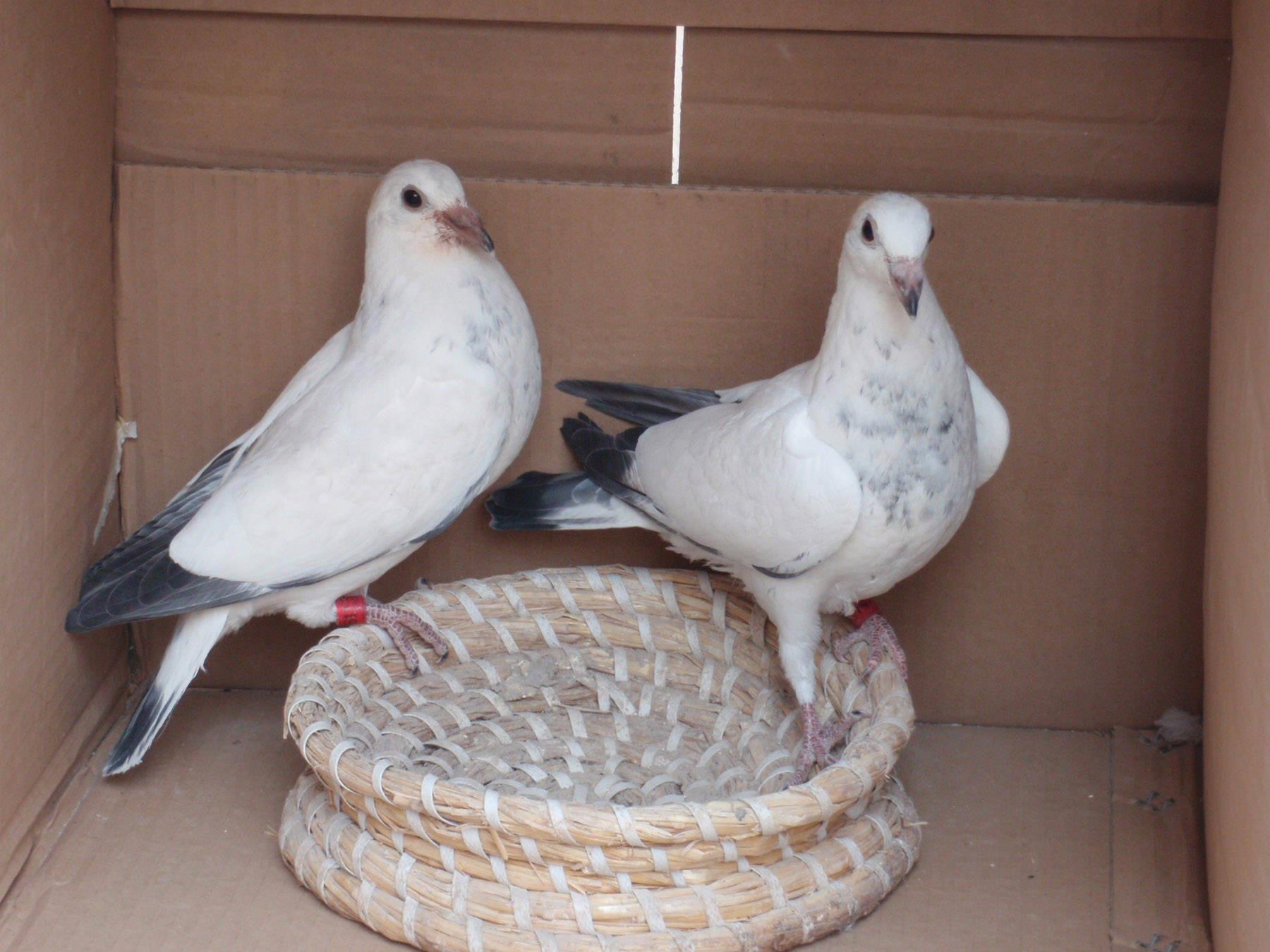 肉鸽吃什么长得肥_鸽子_食物_营养