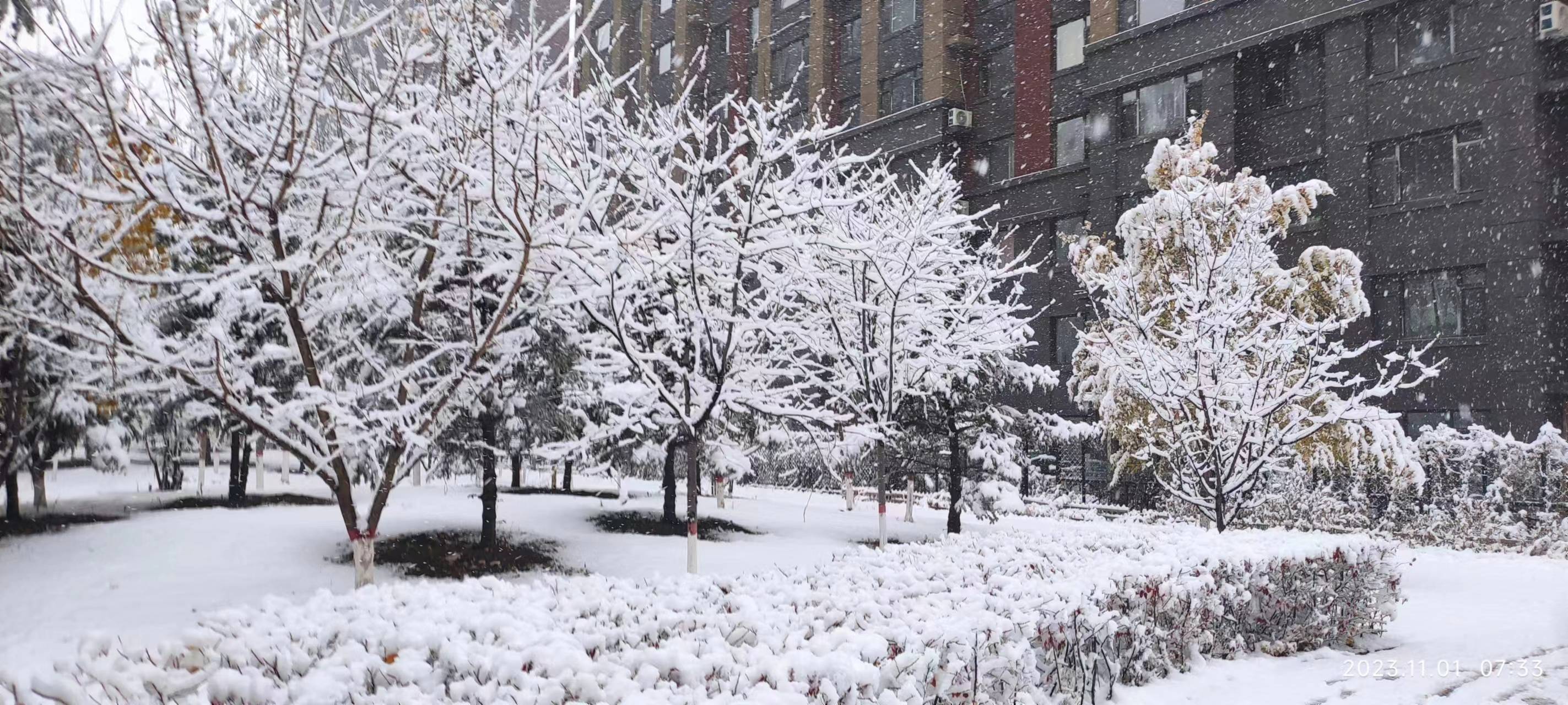 长春第一场雪景图片图片