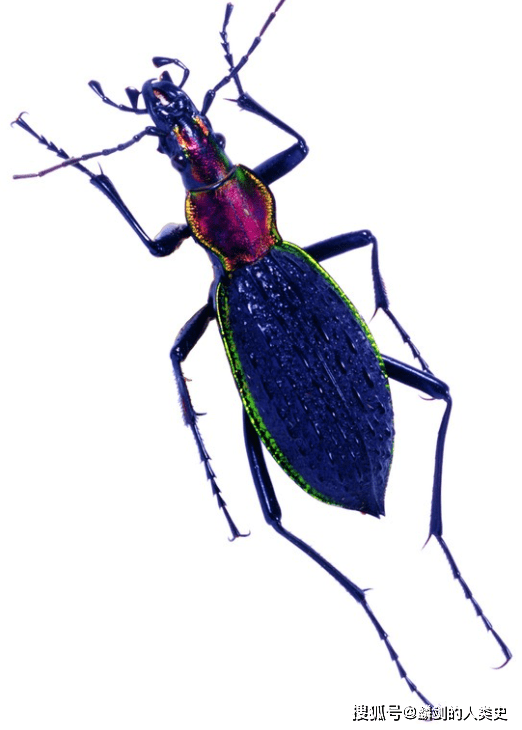 【动物界全系列】原尾目—檗蚖科_顶端_学名_全长