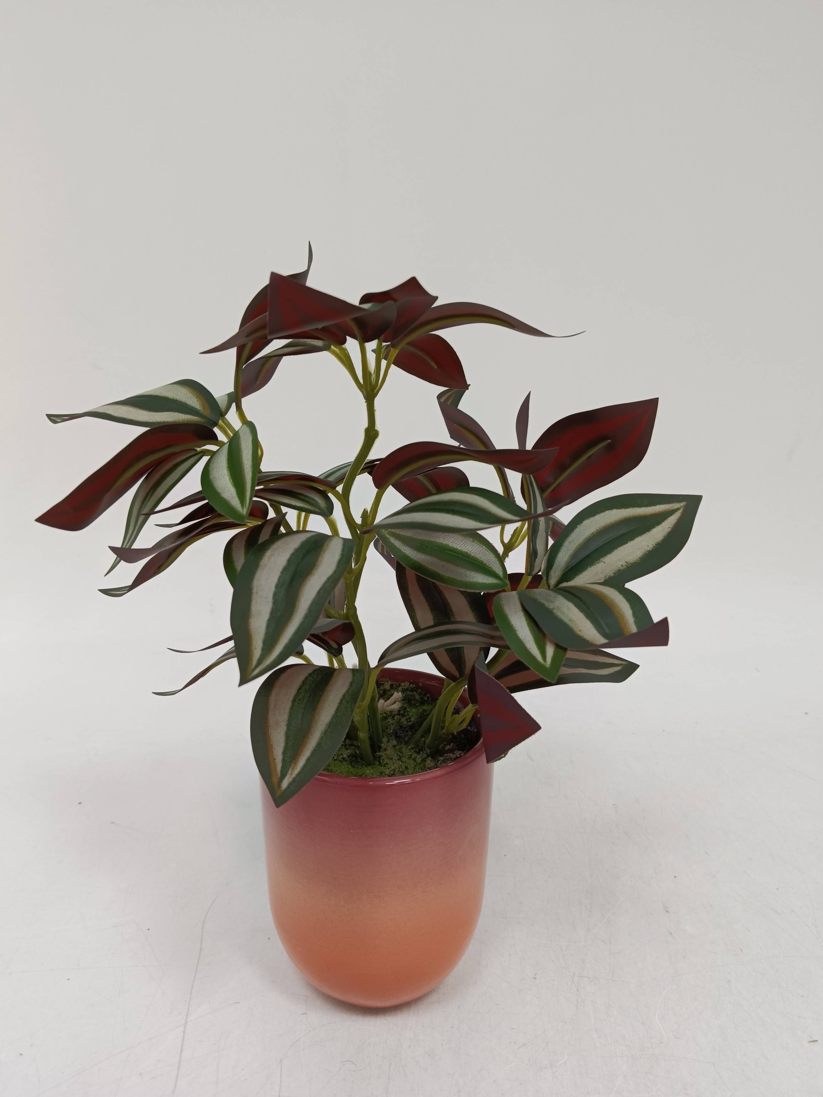 吊竹梅,又叫吊竹兰,斑叶鸭距草,鸭距草科,吊竹梅属的多年生草本观叶