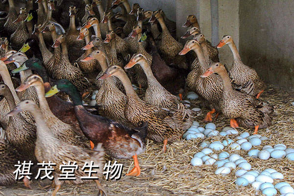 吃什么能让鸭子多下蛋?