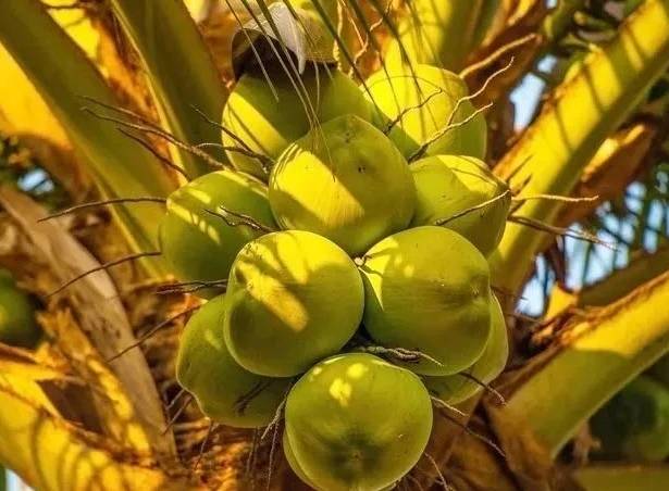 大王椰子:热带之王的甘甜果实