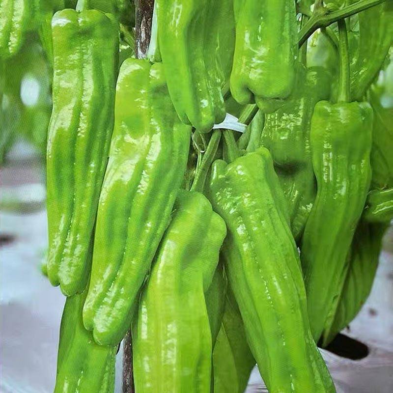 同乐新优芜湖椒薄皮椒种子一袋一千粒正品包邮_种植_栽培_区域