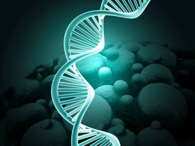 DNA探针图片