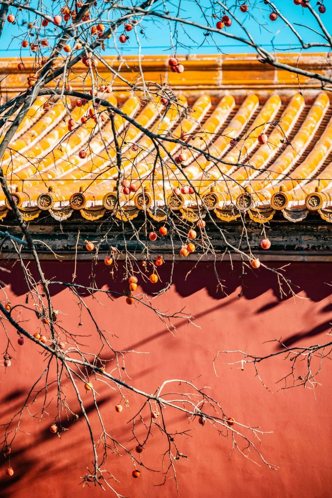 初冬故宫,银杏金黄,柿满枝头_红墙_景观_冰窖