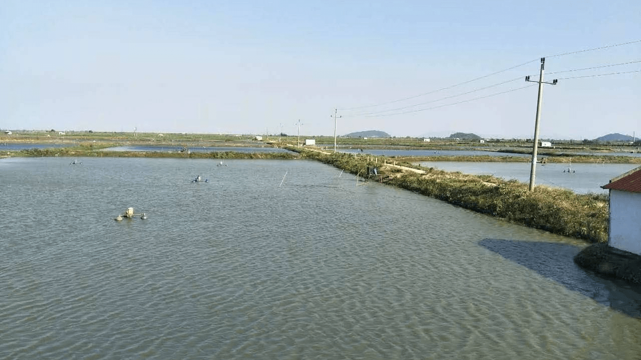 硅藻和小球藻哪个好?水产养殖藻种有哪些?水产人要知道