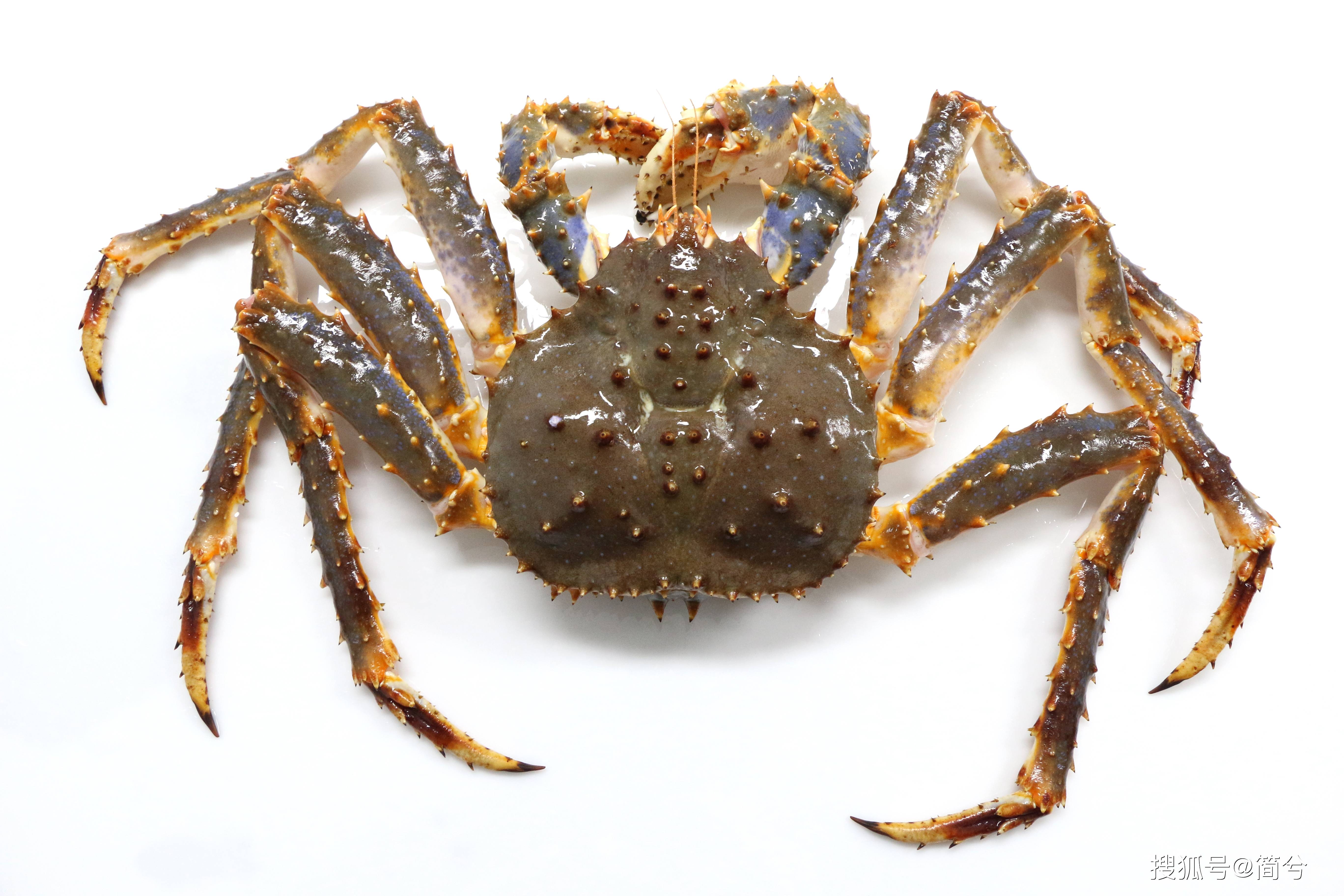 5招教你如何辨别和挑选帝王蟹_集团_俄罗斯_时候