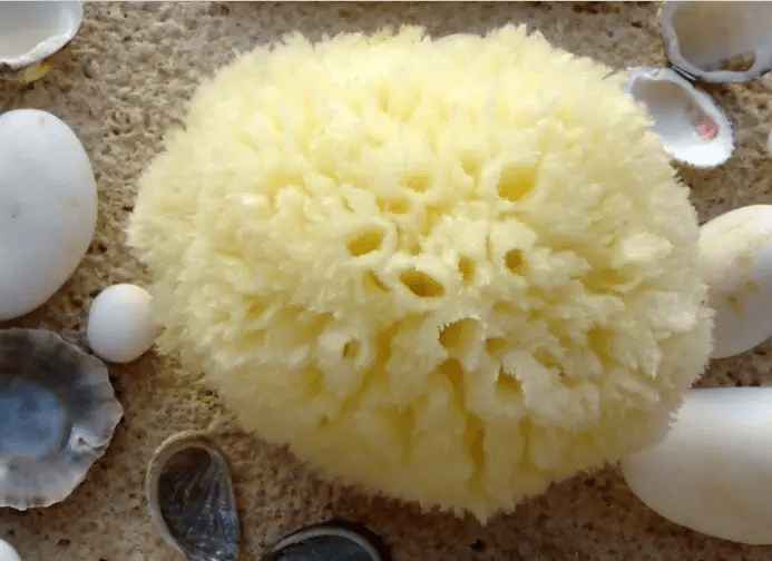 海绵是植物还是动物?答案来了_罗弗_粘土_海底