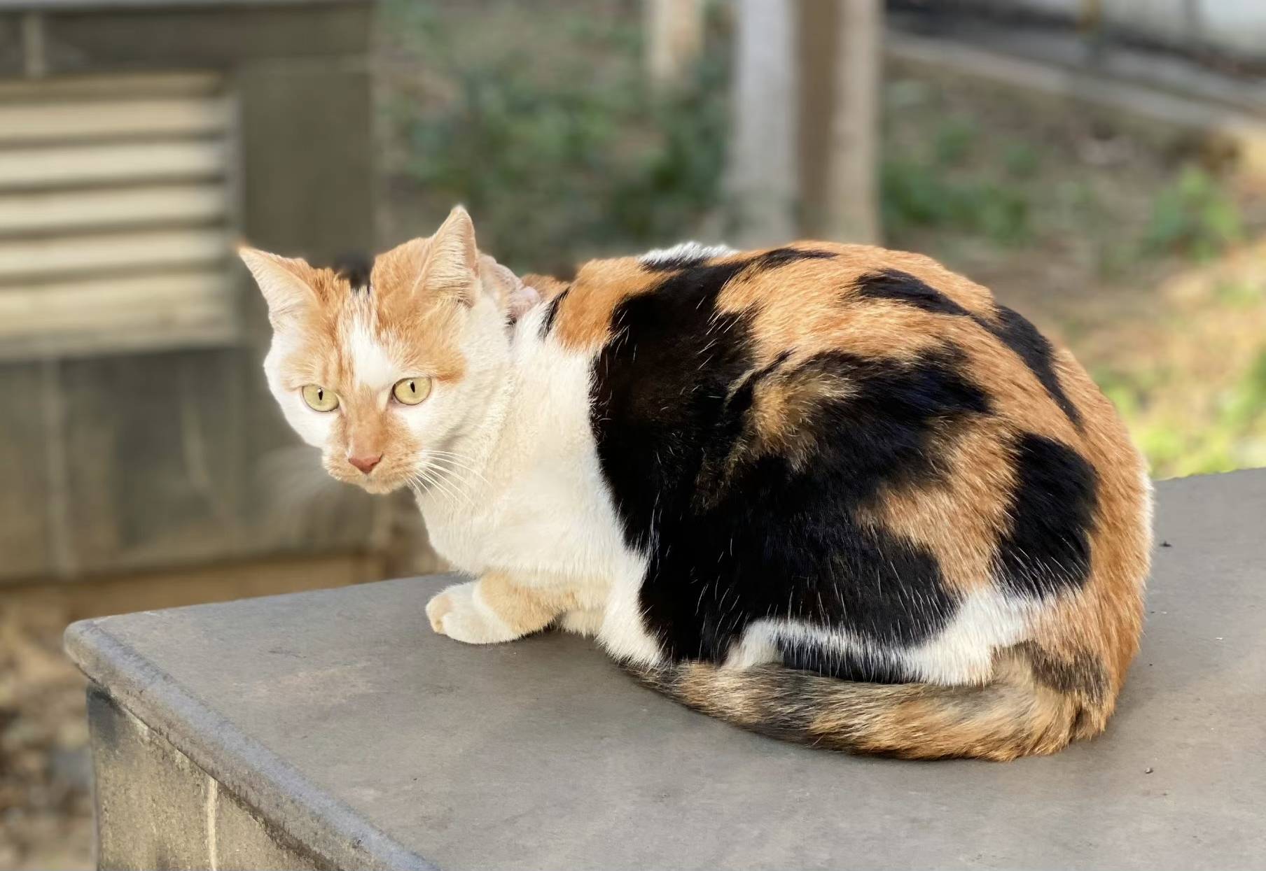湖南省长沙市岳麓区《有偿寻猫》——"中华田园三花猫"