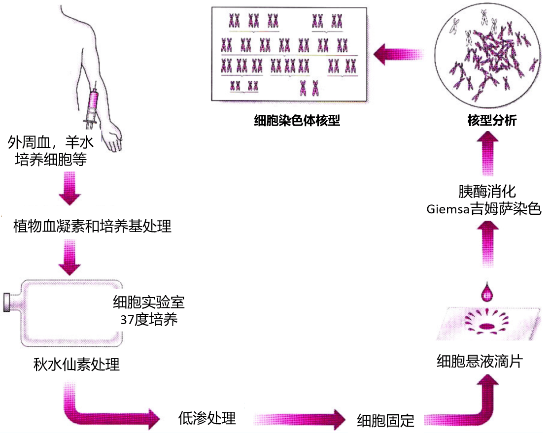 染色体核型分析服务 细胞核型分析检测 干细胞核型分析检测-飞凡检测