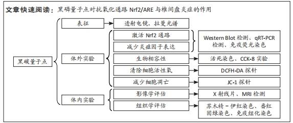 黑磷調控氧化應激-炎症級聯效應延緩椎間盤退變的機制_量子_nrf_細胞