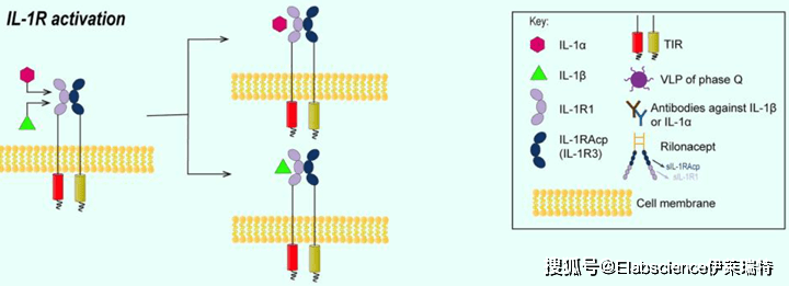 elabscience靶標解讀丨促炎細胞因子 il-1β_相關_受體_疾病