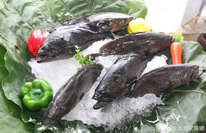 海关总署:今起恢复台湾地区石斑鱼输入_大陆_业者_整改