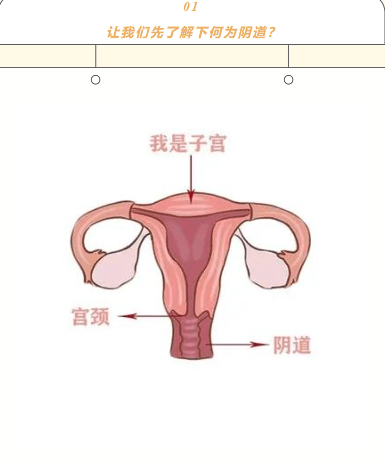 女性排卵期宫颈图片图片