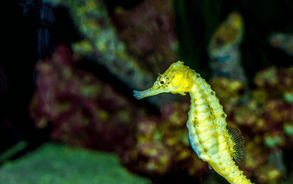 海洋中奇葩的生物，直立游泳食物无胃消化，演化史上的另类—海马(图1)