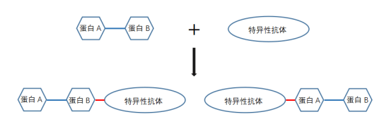 免疫共沉澱質譜揭示生物藥物的潛力與挑戰_研究_蛋白質_技術