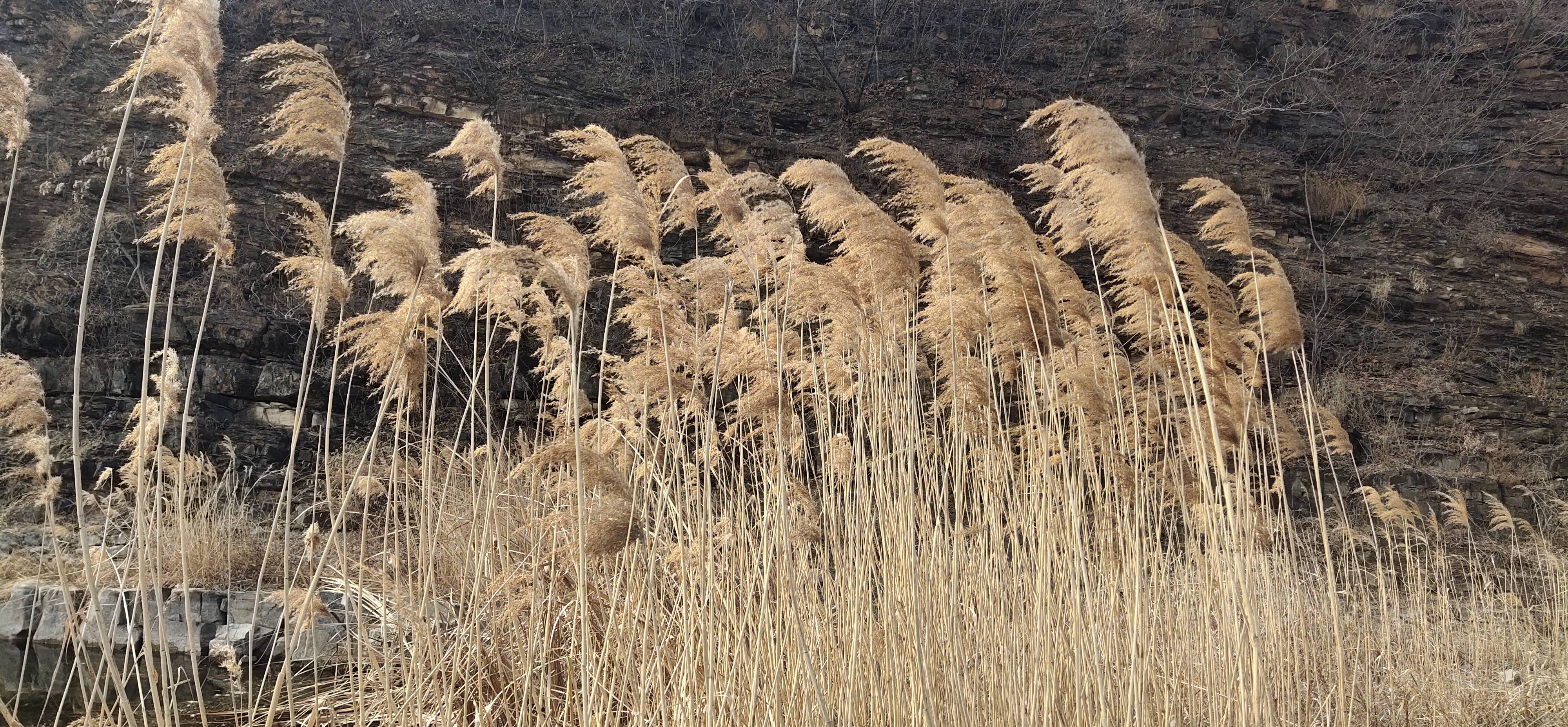 沂蒙霞客行 元旦日行走沂河_遺址_沂水_水庫