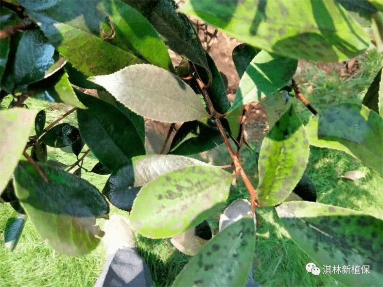 盤點常見的苗木葉部病害!_葉片_嚴重_植物