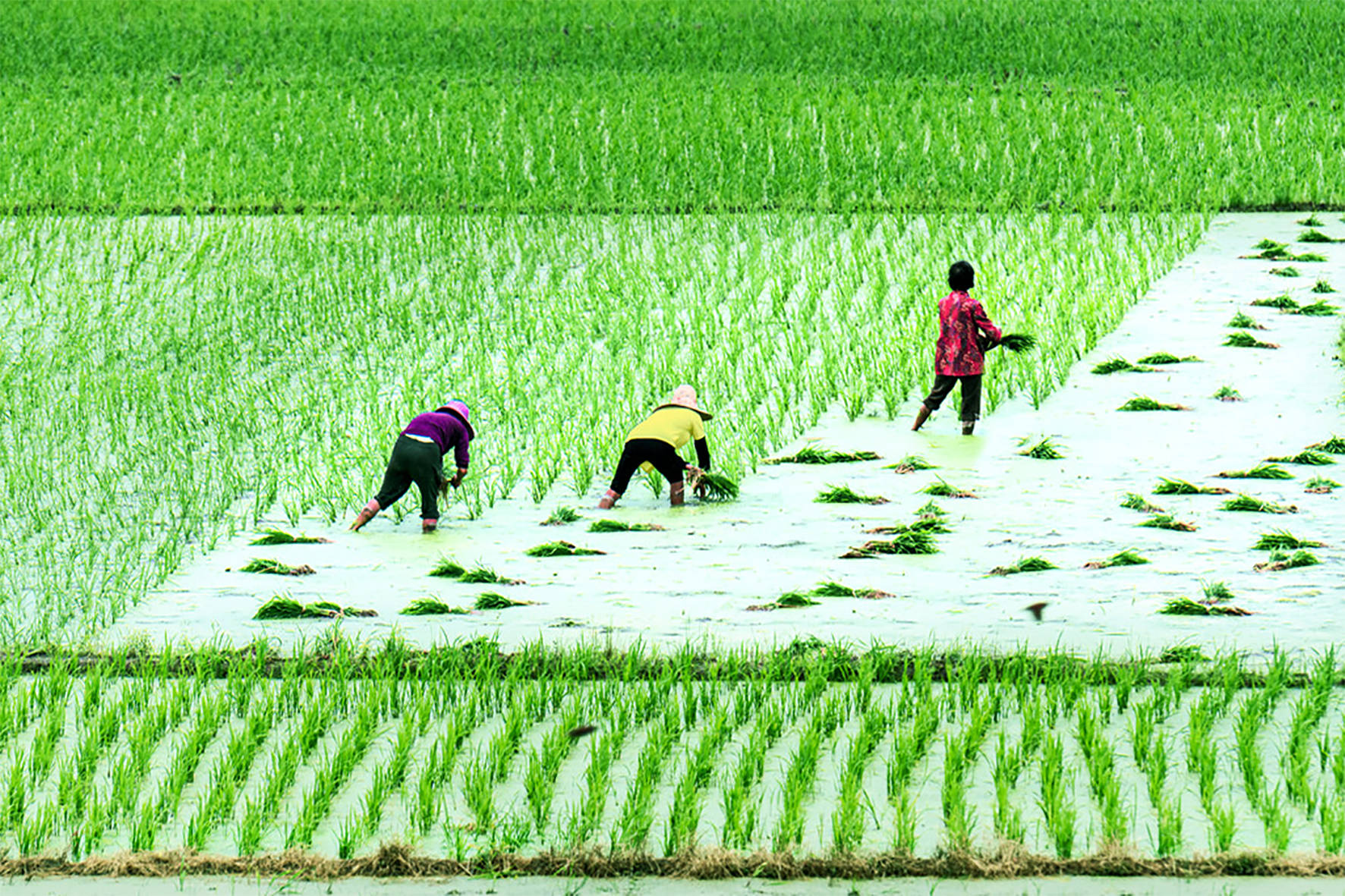本地方言俗语说:"细人望过年,大人望插田"_稻田_图片_网络