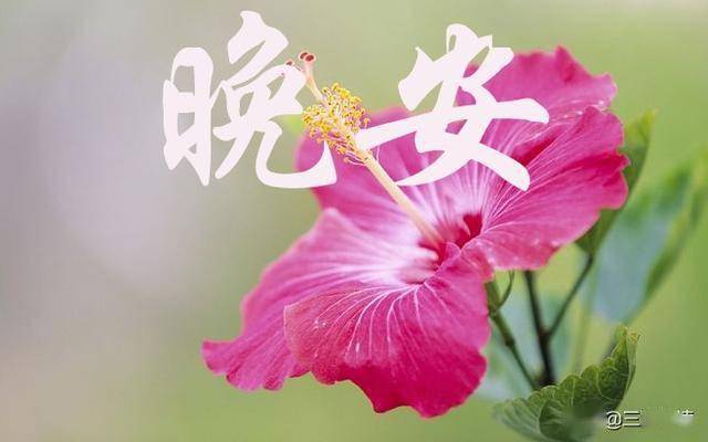 晚安心语唯累过方得闲唯苦过方知甜